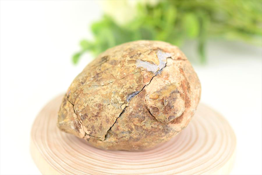 三葉虫　化石　ノジュール　コンクリーション　Trilobite　モロッコ　体験　実験