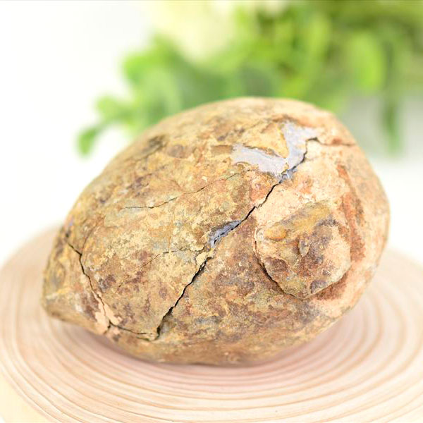 三葉虫　化石　ノジュール　コンクリーション　Trilobite　モロッコ　体験　実験