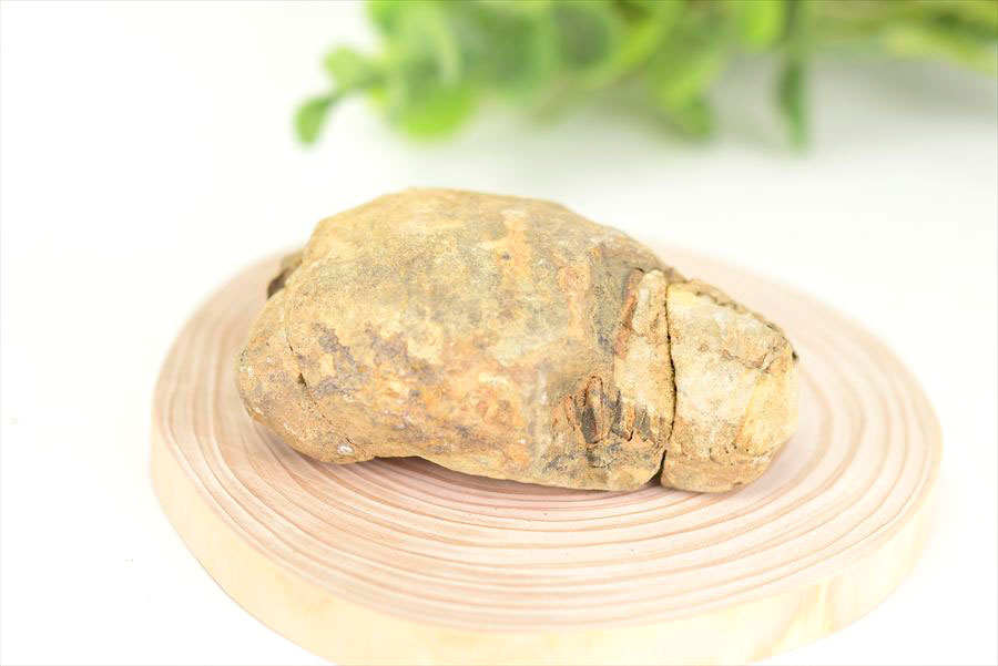 三葉虫　化石　ノジュール　コンクリーション　Trilobite　モロッコ　体験　実験