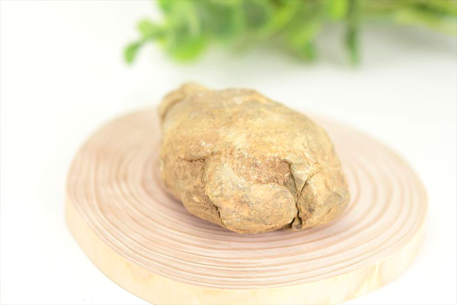 三葉虫　化石　ノジュール　コンクリーション　Trilobite　モロッコ　体験　実験