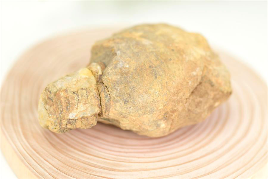 三葉虫　化石　ノジュール　コンクリーション　Trilobite　モロッコ　体験　実験