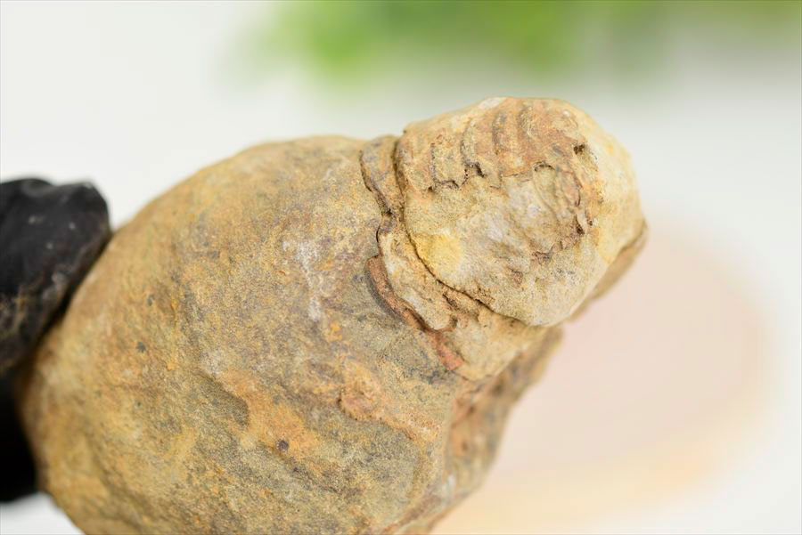 三葉虫　化石　ノジュール　コンクリーション　Trilobite　モロッコ　体験　実験