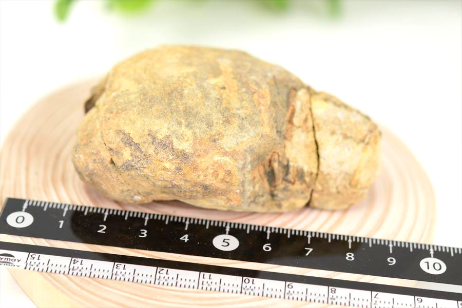 三葉虫　化石　ノジュール　コンクリーション　Trilobite　モロッコ　体験　実験