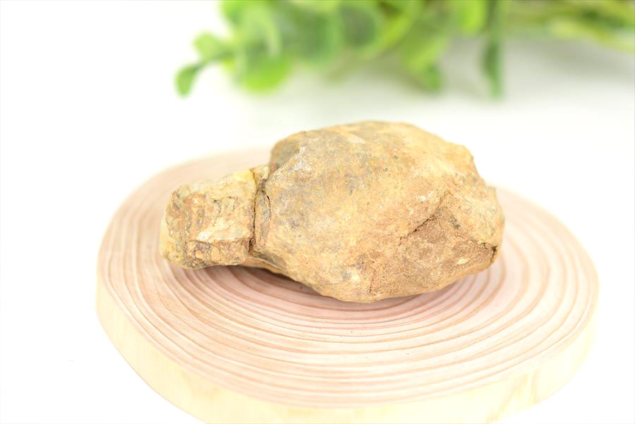 三葉虫　化石　ノジュール　コンクリーション　Trilobite　モロッコ　体験　実験