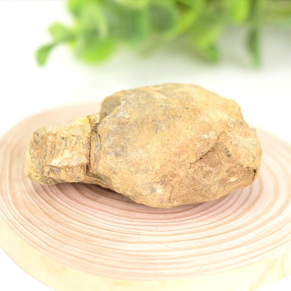 三葉虫　化石　ノジュール　コンクリーション　Trilobite　モロッコ　体験　実験