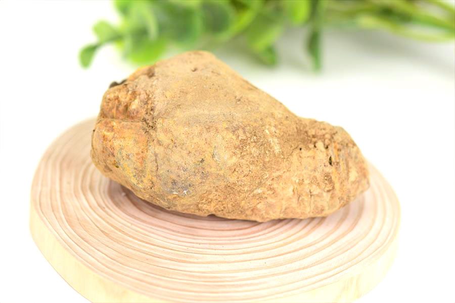 三葉虫　化石　ノジュール　コンクリーション　Trilobite　モロッコ　体験　実験