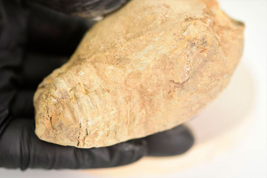 三葉虫　化石　ノジュール　コンクリーション　Trilobite　モロッコ　体験　実験
