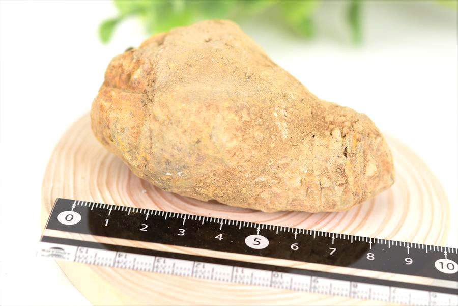 三葉虫　化石　ノジュール　コンクリーション　Trilobite　モロッコ　体験　実験