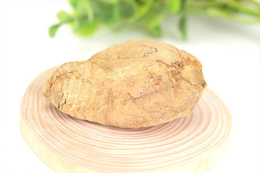 三葉虫　化石　ノジュール　コンクリーション　Trilobite　モロッコ　体験　実験