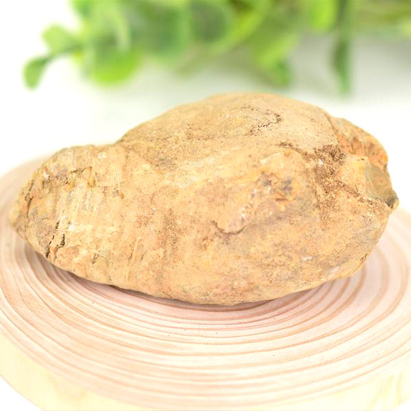 三葉虫　化石　ノジュール　コンクリーション　Trilobite　モロッコ　体験　実験