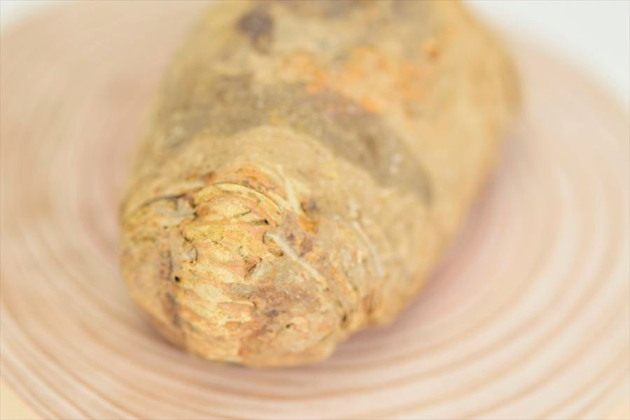 三葉虫　化石　ノジュール　コンクリーション　Trilobite　モロッコ　体験　実験