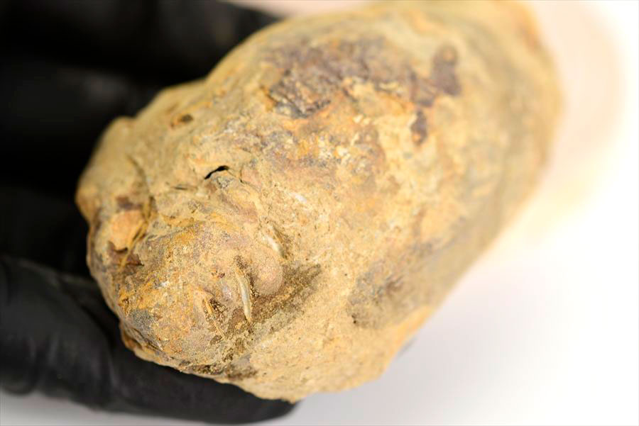 三葉虫　化石　ノジュール　コンクリーション　Trilobite　モロッコ　体験　実験