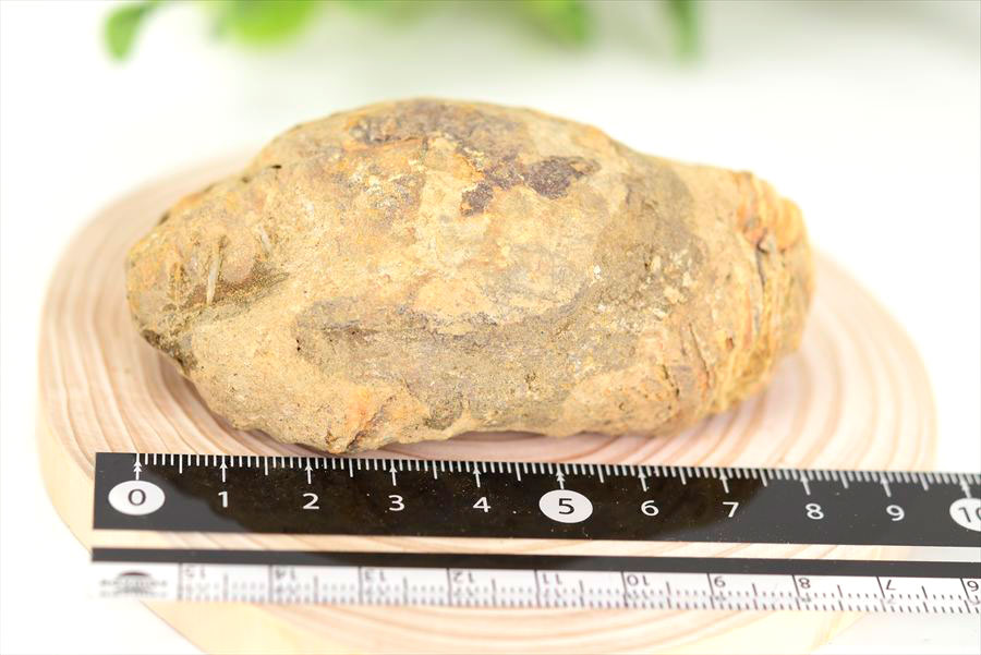 三葉虫　化石　ノジュール　コンクリーション　Trilobite　モロッコ　体験　実験