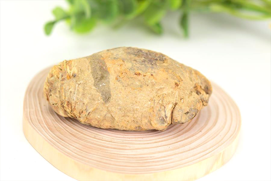 三葉虫　化石　ノジュール　コンクリーション　Trilobite　モロッコ　体験　実験