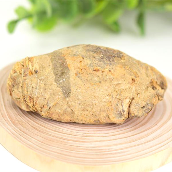 三葉虫　化石　ノジュール　コンクリーション　Trilobite　モロッコ　体験　実験