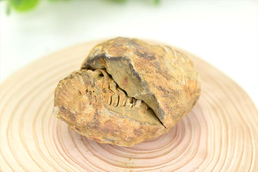 三葉虫　化石　ノジュール　コンクリーション　Trilobite　モロッコ　体験　実験