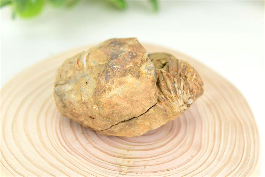 三葉虫　化石　ノジュール　コンクリーション　Trilobite　モロッコ　体験　実験