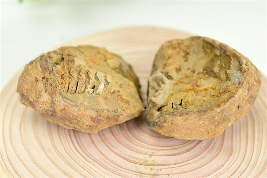 三葉虫　化石　ノジュール　コンクリーション　Trilobite　モロッコ　体験　実験