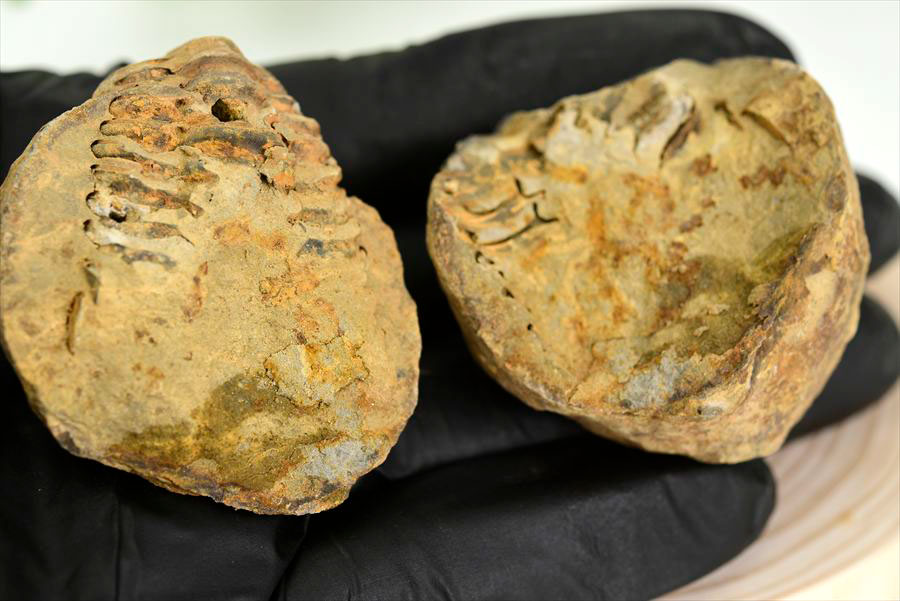 三葉虫　化石　ノジュール　コンクリーション　Trilobite　モロッコ　体験　実験
