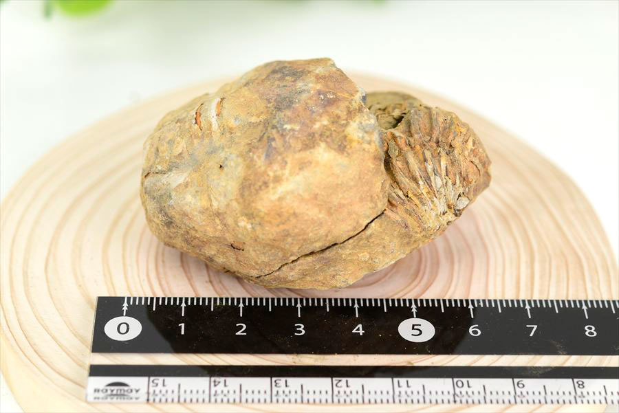 三葉虫　化石　ノジュール　コンクリーション　Trilobite　モロッコ　体験　実験