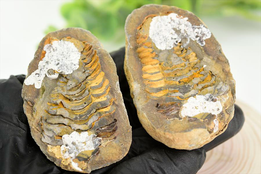 三葉虫　化石　ノジュール　コンクリーション　Trilobite　モロッコ　体験　実験