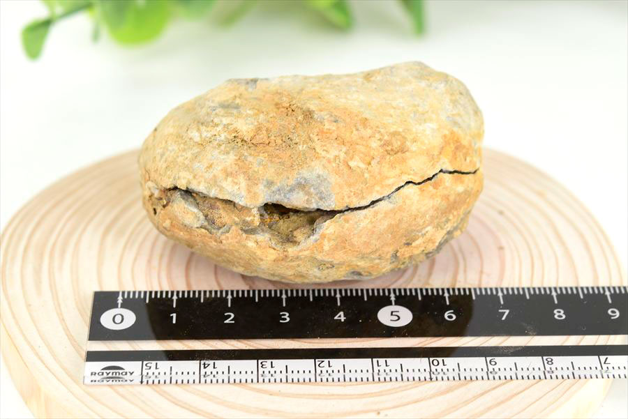 三葉虫　化石　ノジュール　コンクリーション　Trilobite　モロッコ　体験　実験