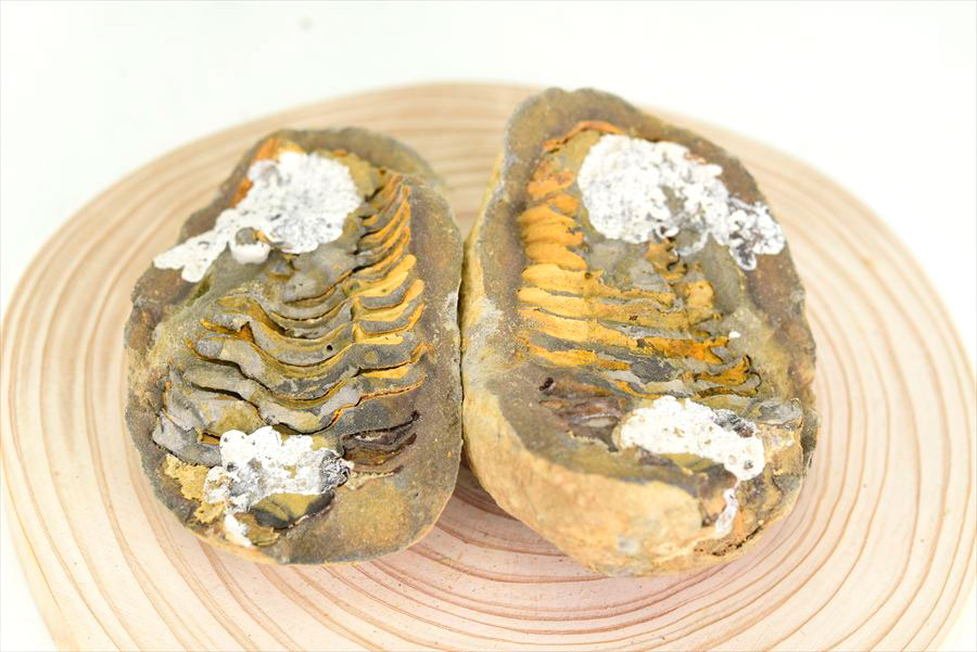 三葉虫　化石　ノジュール　コンクリーション　Trilobite　モロッコ　体験　実験
