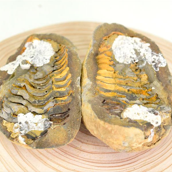 三葉虫　化石　ノジュール　コンクリーション　Trilobite　モロッコ　体験　実験