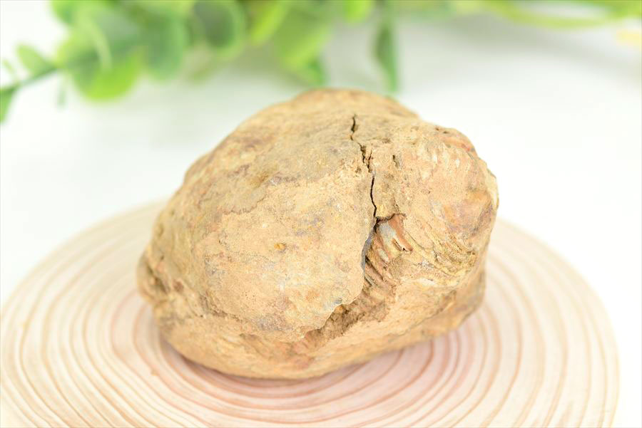 三葉虫　化石　ノジュール　コンクリーション　Trilobite　モロッコ　体験　実験