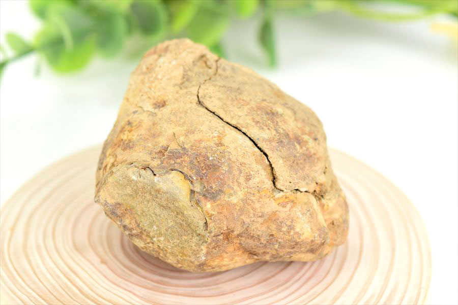 三葉虫　化石　ノジュール　コンクリーション　Trilobite　モロッコ　体験　実験