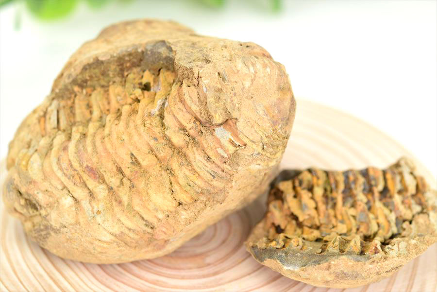 三葉虫　化石　ノジュール　コンクリーション　Trilobite　モロッコ　体験　実験