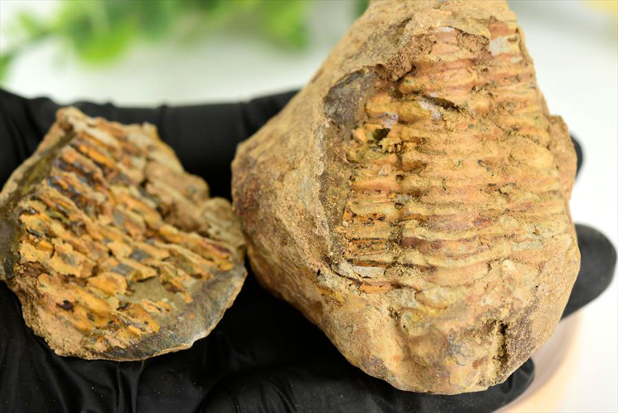 三葉虫　化石　ノジュール　コンクリーション　Trilobite　モロッコ　体験　実験
