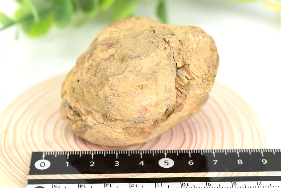 三葉虫　化石　ノジュール　コンクリーション　Trilobite　モロッコ　体験　実験