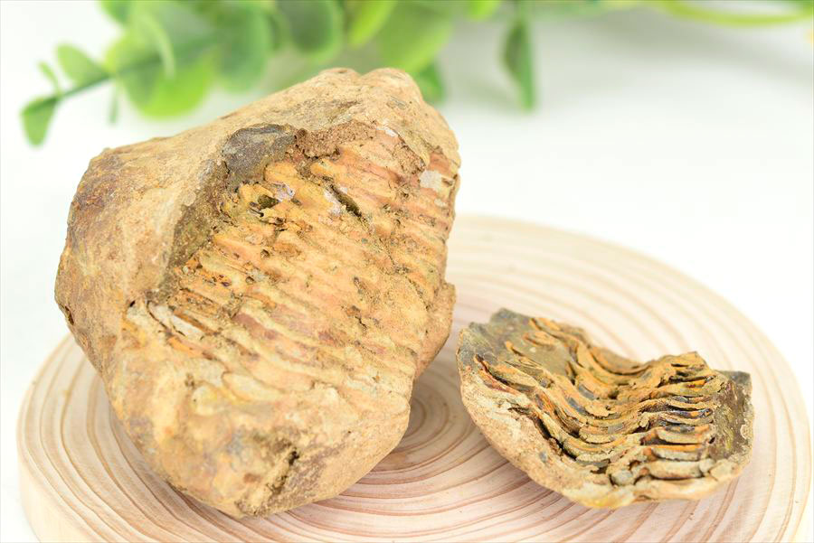 三葉虫　化石　ノジュール　コンクリーション　Trilobite　モロッコ　体験　実験