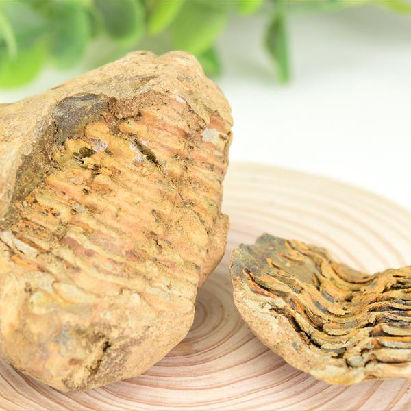 三葉虫　化石　ノジュール　コンクリーション　Trilobite　モロッコ　体験　実験