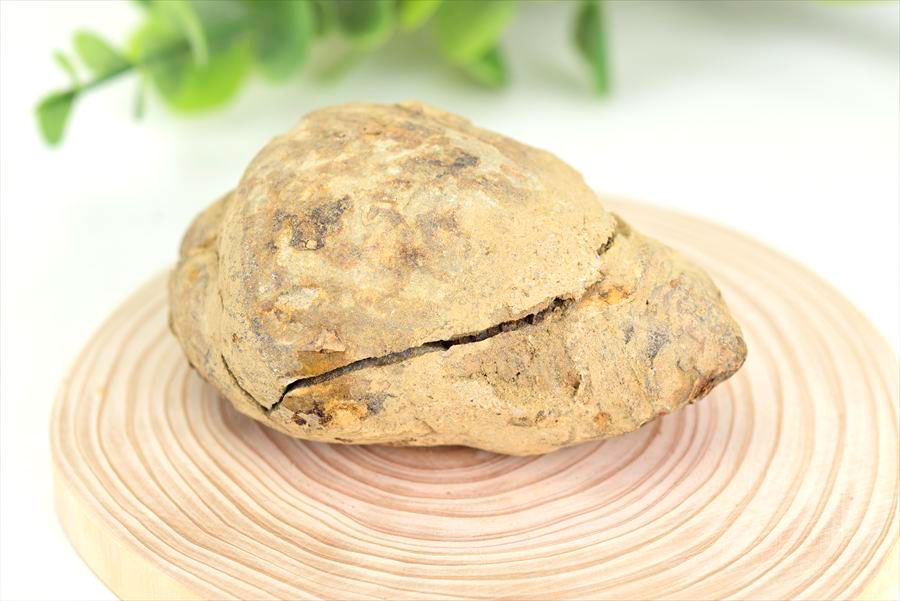 三葉虫　化石　ノジュール　コンクリーション　Trilobite　モロッコ　体験　実験