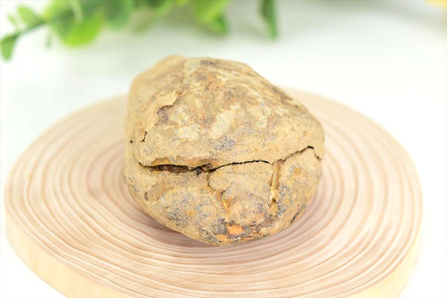 三葉虫　化石　ノジュール　コンクリーション　Trilobite　モロッコ　体験　実験