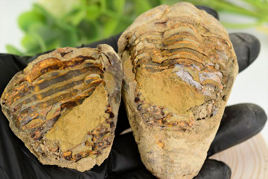 三葉虫　化石　ノジュール　コンクリーション　Trilobite　モロッコ　体験　実験