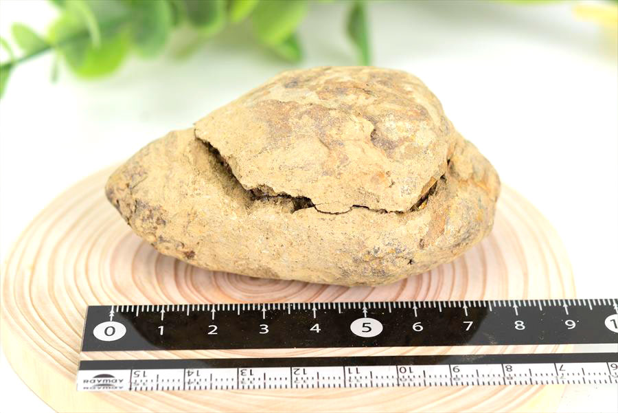 三葉虫　化石　ノジュール　コンクリーション　Trilobite　モロッコ　体験　実験