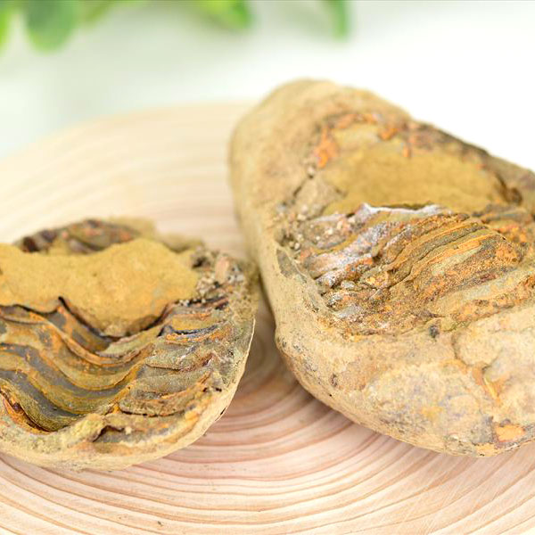 三葉虫　化石　ノジュール　コンクリーション　Trilobite　モロッコ　体験　実験