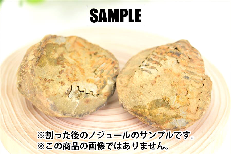 三葉虫　化石　ノジュール　コンクリーション　Trilobite　モロッコ　体験　実験