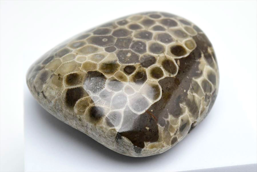 ペトスキーストーン　petoskey stone　ミシガン　オバマ大統領　珊瑚の化石　フォッシルコーラル　天然石　パワーストーン