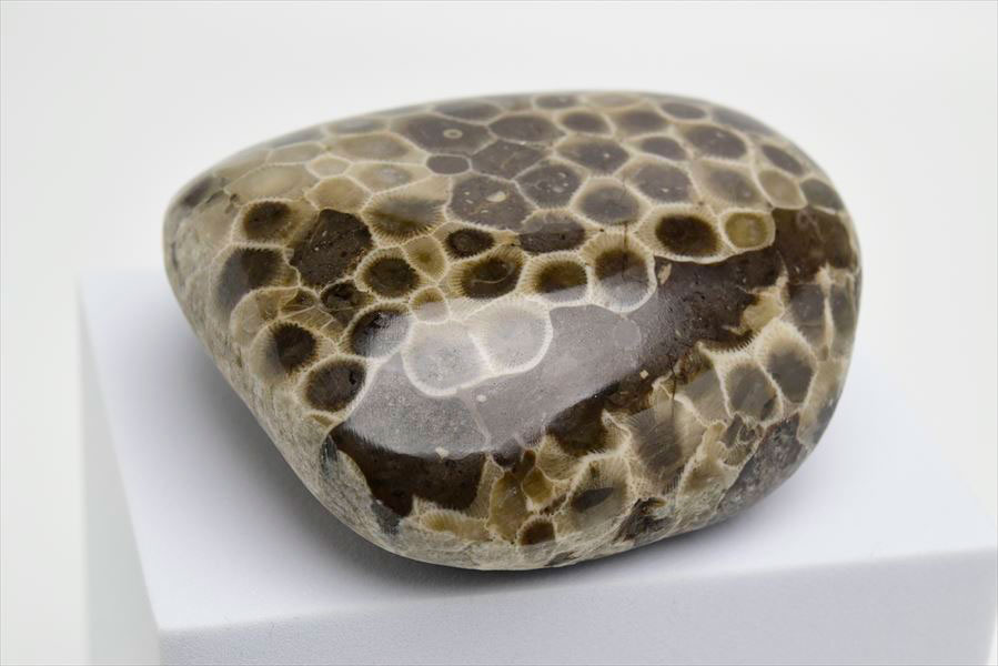 ペトスキーストーン　petoskey stone　ミシガン　オバマ大統領　珊瑚の化石　フォッシルコーラル　天然石　パワーストーン