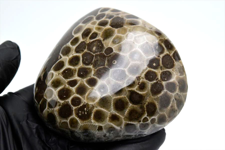 ペトスキーストーン　petoskey stone　ミシガン　オバマ大統領　珊瑚の化石　フォッシルコーラル　天然石　パワーストーン