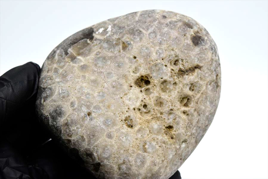 ペトスキーストーン　petoskey stone　ミシガン　オバマ大統領　珊瑚の化石　フォッシルコーラル　天然石　パワーストーン