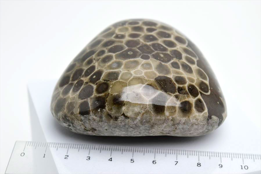 ペトスキーストーン　petoskey stone　ミシガン　オバマ大統領　珊瑚の化石　フォッシルコーラル　天然石　パワーストーン