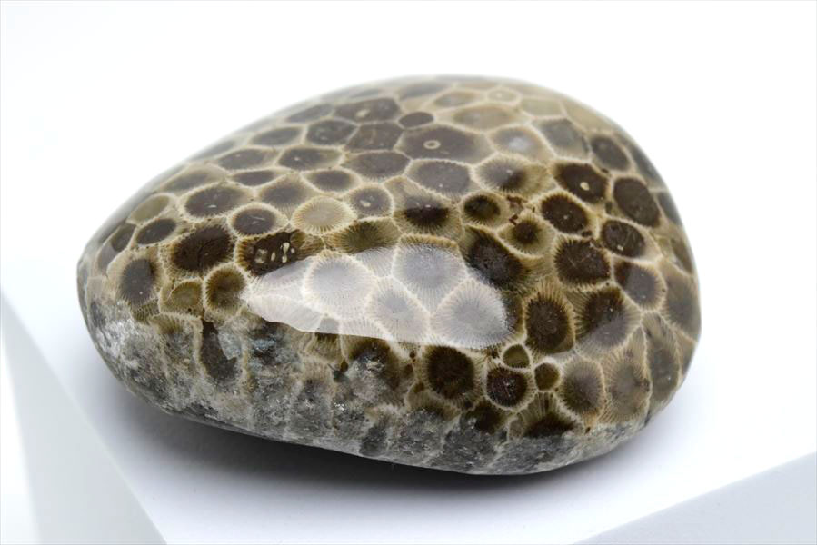 ペトスキーストーン　petoskey stone　ミシガン　オバマ大統領　珊瑚の化石　フォッシルコーラル　天然石　パワーストーン