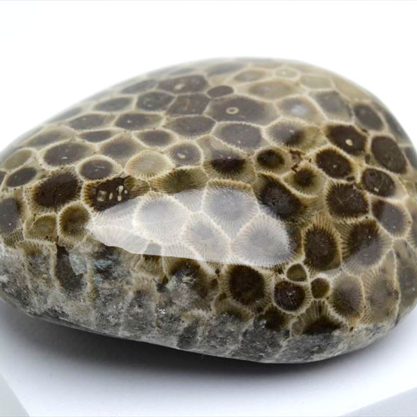 ペトスキーストーン　petoskey stone　ミシガン　オバマ大統領　珊瑚の化石　フォッシルコーラル　天然石　パワーストーン