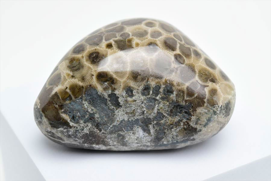 ペトスキーストーン　petoskey stone　ミシガン　オバマ大統領　珊瑚の化石　フォッシルコーラル　天然石　パワーストーン