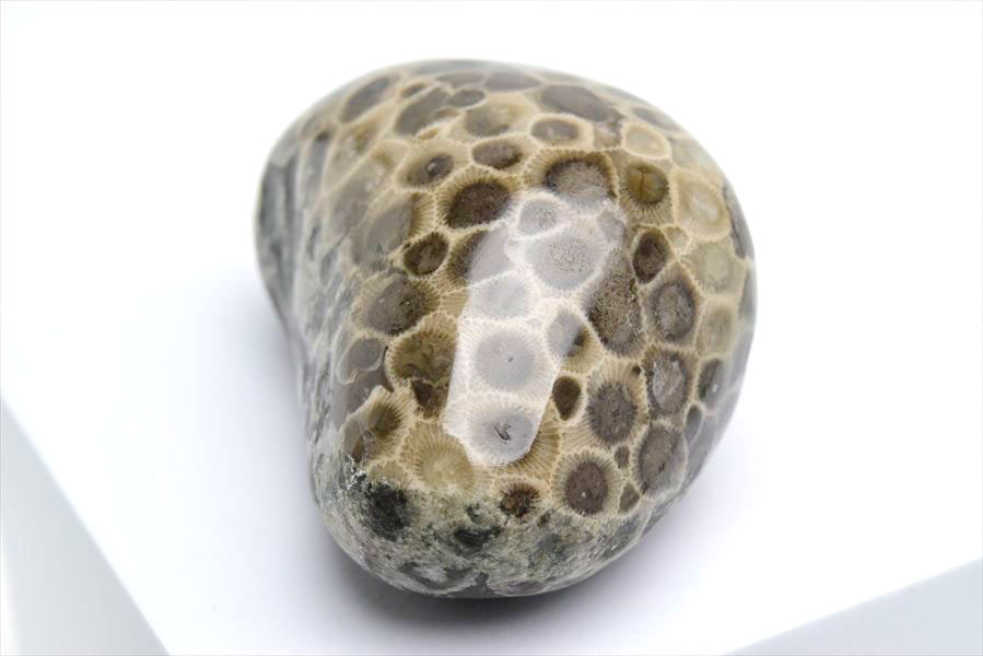 ペトスキーストーン　petoskey stone　ミシガン　オバマ大統領　珊瑚の化石　フォッシルコーラル　天然石　パワーストーン